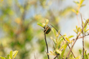 Vibrant beetle perched on a branch in Botswana’s national park showcasing nature's intricate details