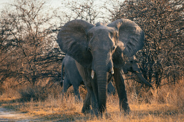 Fototapeta premium Majestic elephants roaming freely in a Botswana national park during golden hour