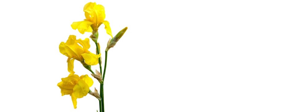 A single stem of yellow iris flowers with buds, isolated on a white background. The flowers are in full bloom and the buds are closed.