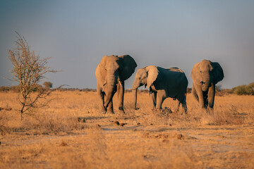 Obraz premium Family of elephants foraging in the golden grasslands of Botswana's national park during the late afternoon