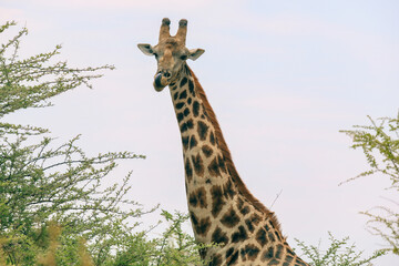 Giraffe observing its surroundings in a Botswana national park during the early morning light