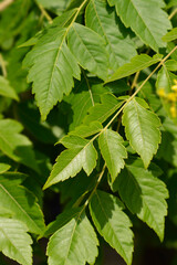 Golden rain tree leaves