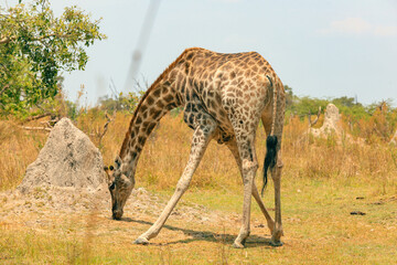 A solitary giraffe grazes on grass in a serene Botswana national park during a bright afternoon