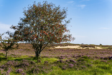 Heather landscape - Morsum-Cliff Natural reserve - Sylt, Germany 