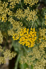 Obraz premium Italian everlasting flowers 