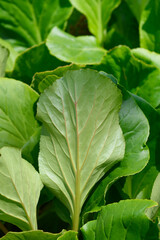 Elephants ears leaves