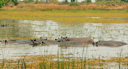 Hippos basking in the tranquil waters of a Botswana national park during a sunny day