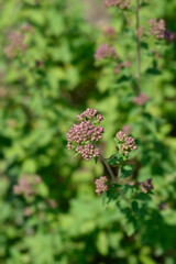 Common marjoram flower buds