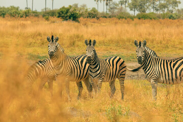 Zebras grazing in the golden grasslands of a national park in Botswana during the late afternoon sunlight