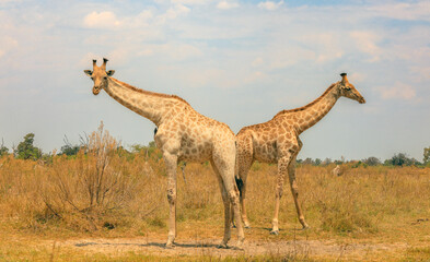 Two giraffes gracefully standing in the sunlit savannah of Botswana's national park during a tranquil afternoon