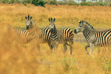 Zebras gathering in the golden grasslands of a national park in Botswana during the early morning light