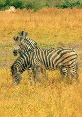Zebras graze peacefully in the golden grasslands of Botswana’s stunning national park during sunset