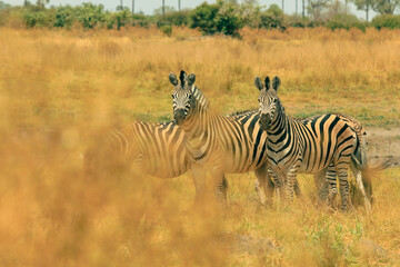 Zebras grazing in the tall grass of a national park in Botswana during a sunny afternoon