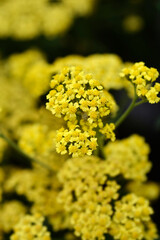 Obraz premium Milly Rock Yellow Terracotta Yarrow flowers
