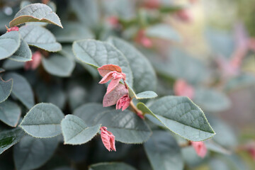Chinese fringe flower