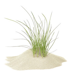 Green grass on a sand dune