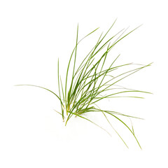 Green grass blades on black background