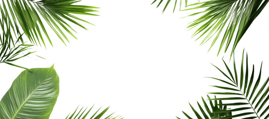 Fototapeta premium Isolated palm leaves on a white background, with a green tropical leaf border frame and copy space for text and design.