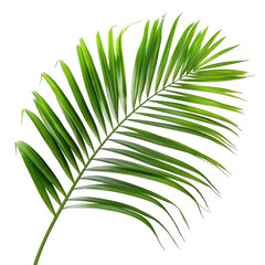 Green palm frond on black