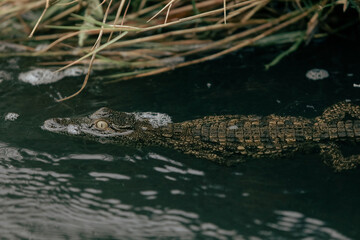 Crocodile swimming in the waters of a national park in Botswana at sunrise showcasing the wildlife diversity