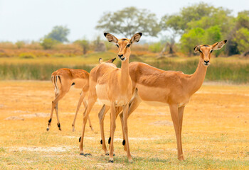 Exploring the beauty of impalas grazing in a vast Botswana national park during a sunny afternoon