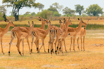 Impala herd grazing in Botswana's national park during the dry season, showcasing the beauty of wildlife in their natural habitat