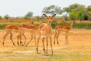 Wildlife in Botswana's national park showcasing graceful impalas grazing in a serene landscape during daytime