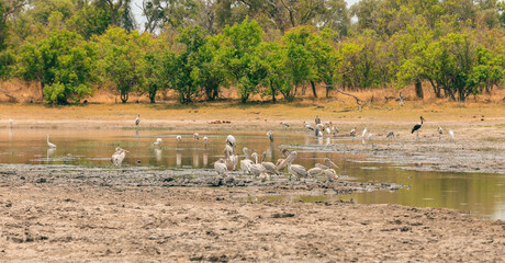 Birdwatching at a tranquil waterhole in Botswana's national park during a sunny afternoon with diverse wildlife