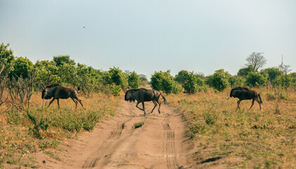 Wildebeests crossing a sandy track in Botswana's national park during a warm afternoon