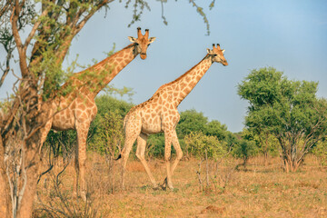 Giraffes walking through the dry grasslands of a national park in Botswana during the golden hour