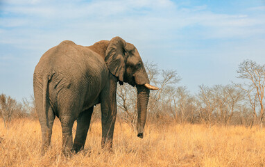 Elephants foraging in the golden grasslands of a national park in Botswana during a clear, sunny day