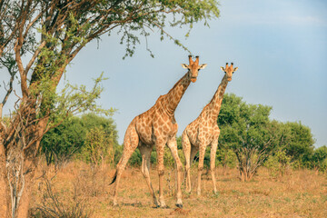 Giraffes gracefully roaming in a Botswana national park during a sunny day, surrounded by lush greenery and sparse trees