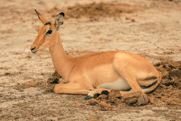 Antelope resting peacefully in the serene landscape of Botswana's national park during the warm afternoon sun
