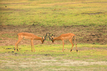 Two male impalas clash in a playful display at a national park in Botswana during the early morning...