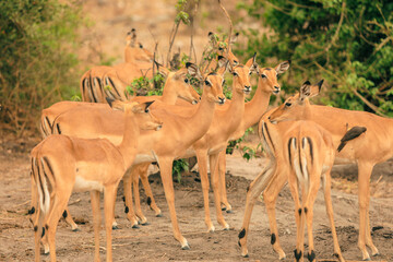 Group of impalas grazing in the lush vegetation of a national park in Botswana during the golden hour