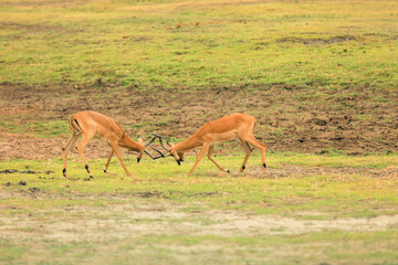 Two male impalas sparring in the lush grasslands of a national park in Botswana during the golden...