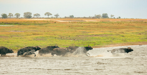 Herd of buffaloes crossing the river in a national park in Botswana during the late afternoon light