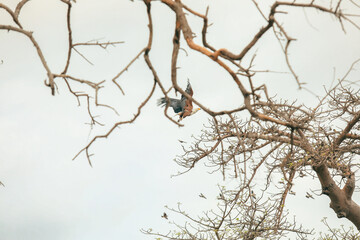 A vibrant bird perched on a branch in Botswana's national park among the sparse trees during the late afternoon