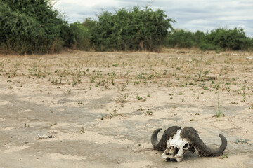 Buffalo skull rests on arid ground in Botswana's national park, surrounded by sparse vegetation and...