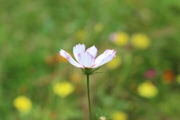 Beautiful flowers in the garden