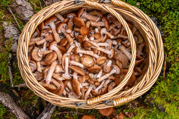 A wicker basket full of freshly foraged wild mushrooms on a Bbasket filled with handpicked edible Honey agaric, basidiomycete fungus. Stump mushroom, stumpie, pipinky or pinky.  Top view pattern