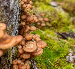 mushrooms, fungi, wild, forest, organic, nature, cluster, growth, edible, pileus, honey, agaric, Armillaria mellea, stump, basidiomycete, pipinky, fresh, fungus, green, ground, growing, natural, close