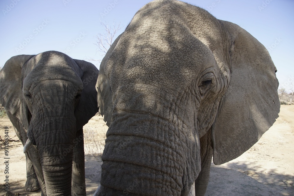 Poster Close-up of two African elephants in their natural habitat.