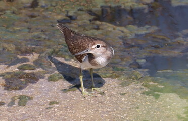 Common sandpiper (Actitis hypoleucos) birds of Montenegro