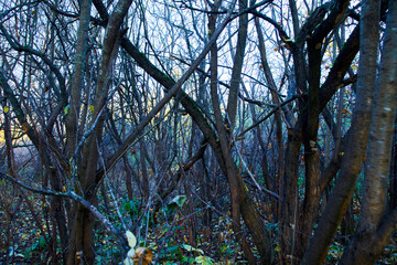 autumn in the dark forest