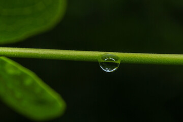 Closeup of Dewdrops on a branch in a rainy garden