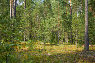 nice forest with old and tall trees
