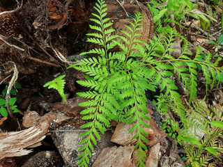A fern with the Latin name Asplenium Onopteris that grows abundantly in pieces of wood