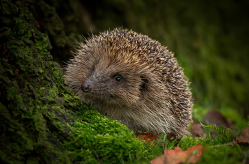 Hedgehog in woodland.  Wild, free roaming hedgehog foraging at dusk.  Taken from wildlife hide to monitor health and population of this sadly declining mammal.  Scientific name: Erinaceus europaeus.