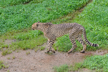 cheetah on green grass, predator in natural environment